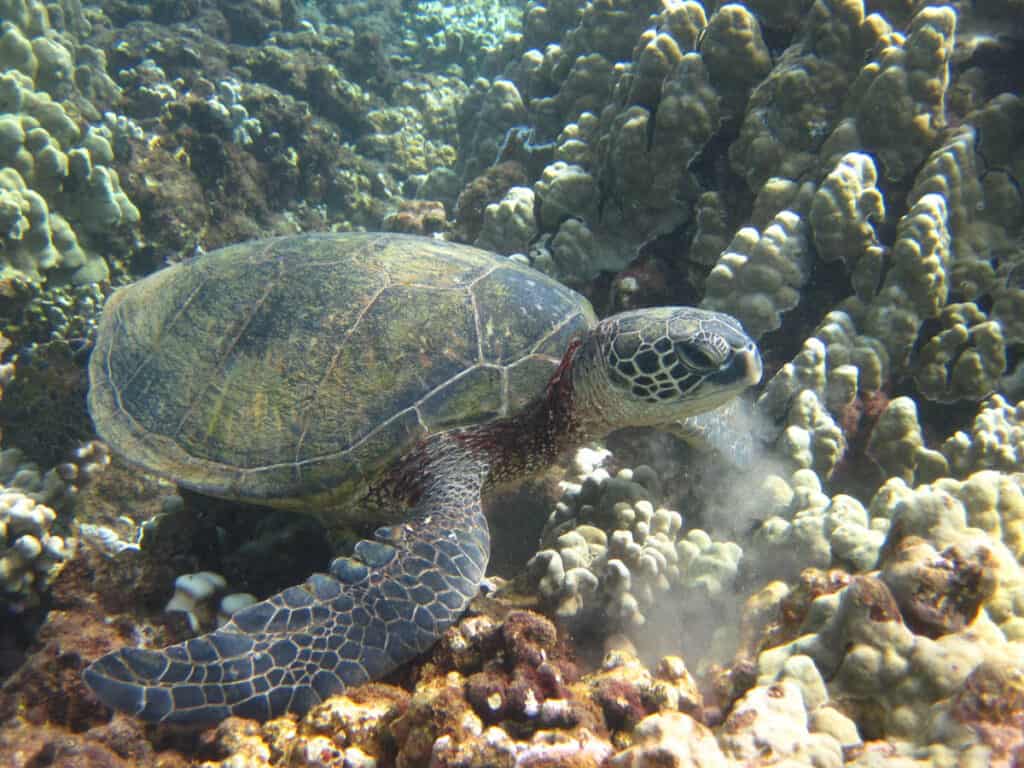 Sea turtle in Honolua Bay, Maui