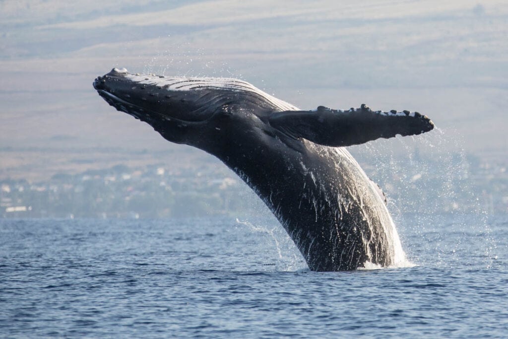 Humpback whale sighting in Maui, Hawaii