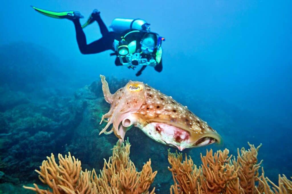 Scuba diver filming a cuttlefish during a scuba diving session