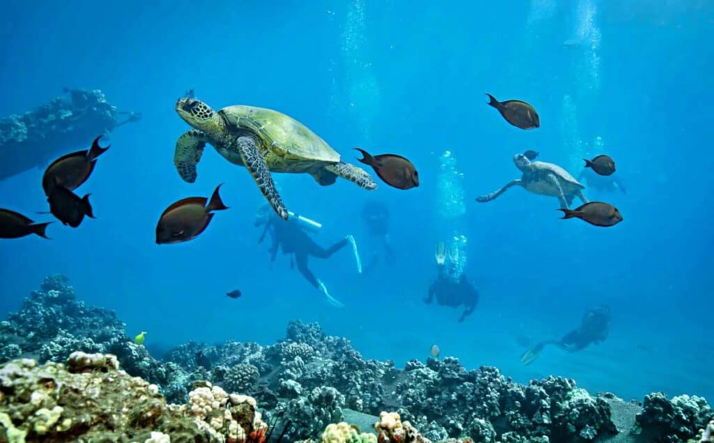 Scuba divers admiring a beautiful Hawaiian green sea turtle