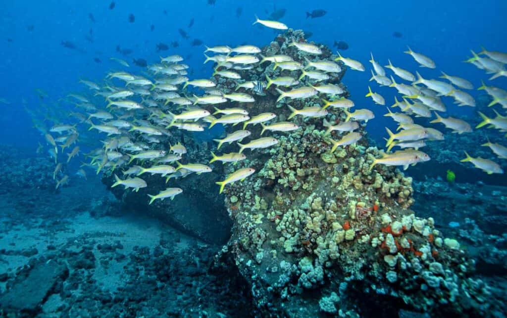 Larger schools of fish seen while scuba diving