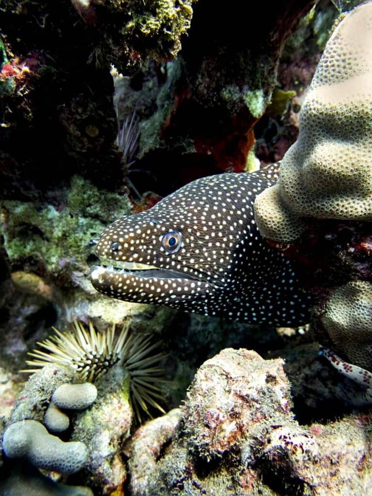 Spotting a moray eel hiding in the coral reefs during scuba diving at Kaanapali Beach