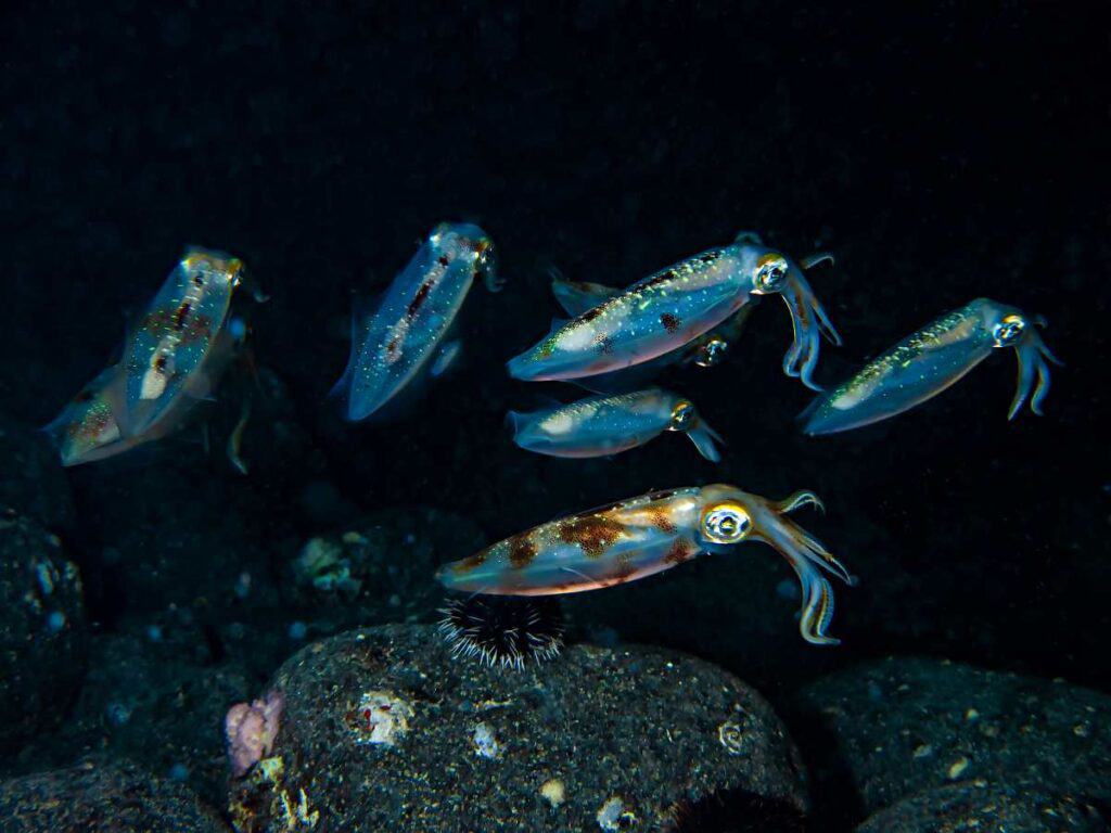 Reef squid emerging during the night