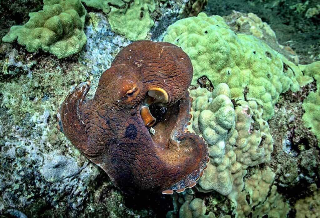 An octopus on a coral reef near Kaanapali Beach