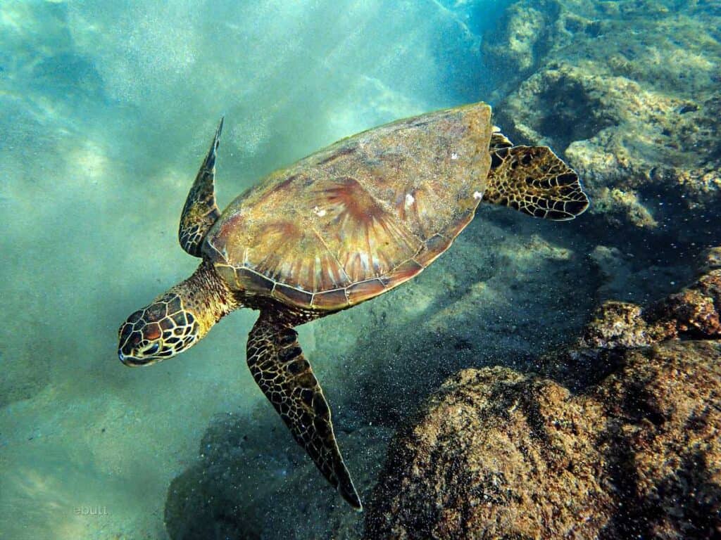 Turtle near the underwater ledges at the Black Rock, Kaanapali Beach