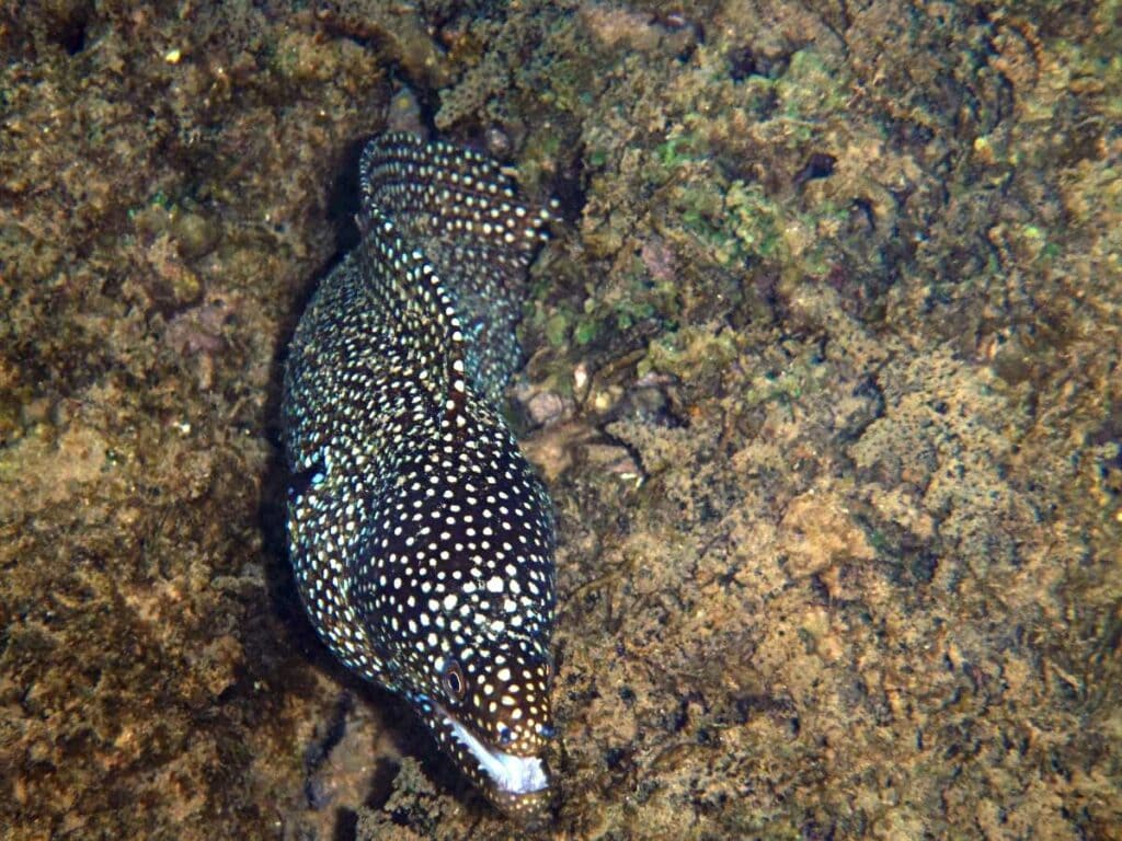 Moral eel in coral reefs near Kaanapali Beach, Maui