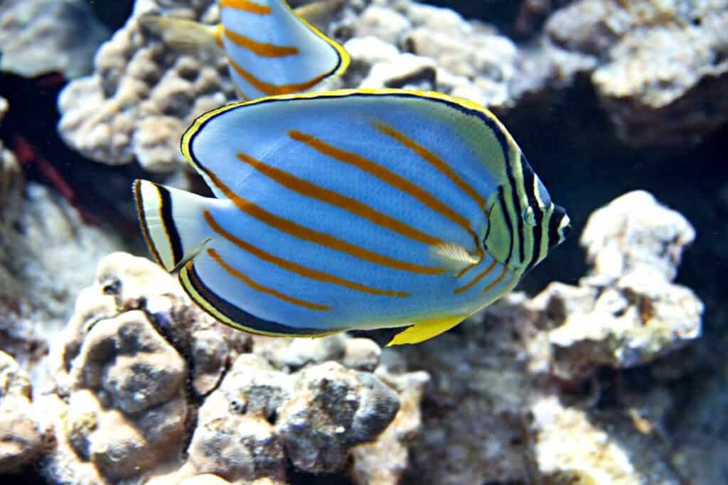 Capture photos of pretty fish like these ornate butterflyfish with underwater cameras