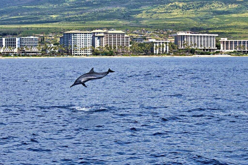 Breaching spinner dolphin against the Ka'anapali Beach coastline from a snorkeling tour